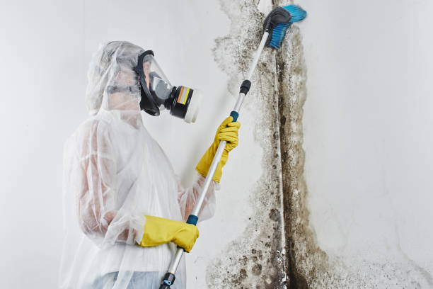 Best Attic Mold Removal  in Pocatello, ID