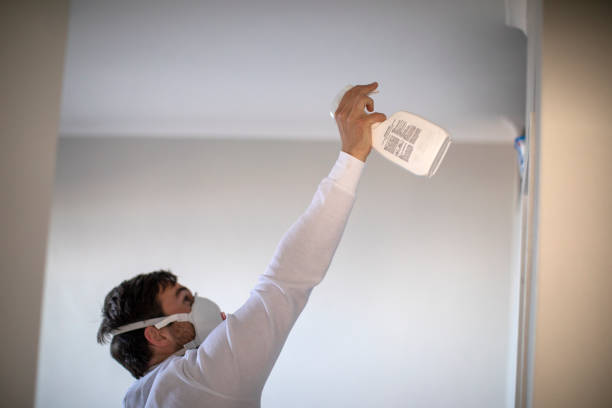 Best Black Mold Removal  in Pocatello, ID