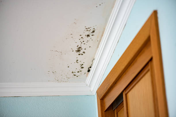 Best Commercial Mold Removal  in Pocatello, ID