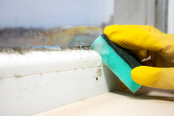Best Commercial Mold Removal  in Pocatello, ID