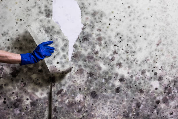 Best Mold Damage Repair  in Pocatello, ID