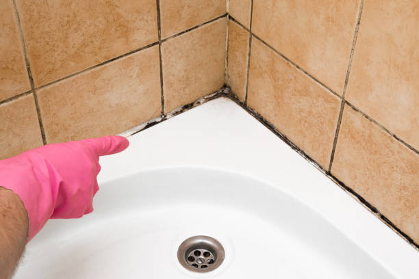 Professional Mold Removal in Pocatello, ID